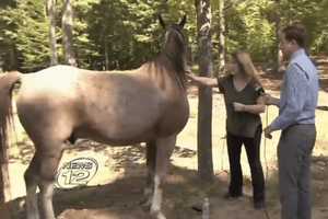Missing Horse Reunited With Owner In Putnam Valley