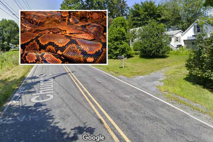 Cops Shoot, Kill 15-Foot Snake Wrapped Around PA Man's Neck, Police Say