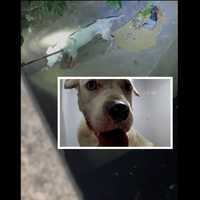 Video Captures Officer Rescuing Emaciated Dog Running Loose In Philly Creek