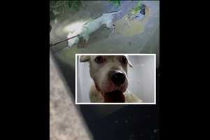 Video Captures Officer Rescuing Emaciated Dog Running Loose In Philly Creek