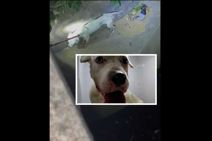 Video Captures Officer Rescuing Emaciated Dog Running Loose In Philly Creek