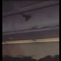 WATCH: Bat Hitches A Ride Aboard Newark-Bound Flight