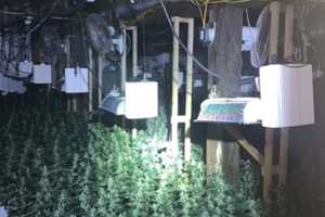 Fried Electric Wires Lead To Weed Worth $3 Million In Western Mass