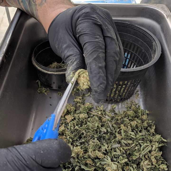 Who will be the first to open a pot shop or growing facility in Clinton? There are at least five companies striving to open in town.