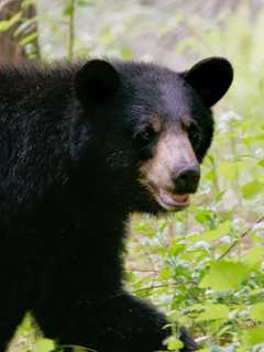 Who Has The Most Bears? CT Map Shows 8,000-Plus Bear Sightings, Town By Town