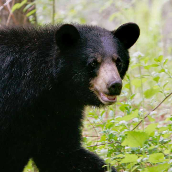 Who Has The Most Bears? CT Map Shows 8,000Plus Bear Sightings, Town By