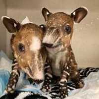 <p>Twin tapirs</p>