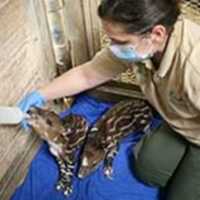 <p>Tapir Twins</p>