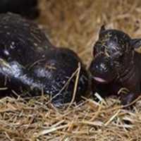 <p>Baby hippo born in October</p>