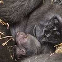 <p>Baby gorilla with mom</p>