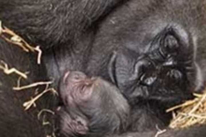 PHOTOS Massachusetts Zoo Welcomes 4 Baby Animals In October