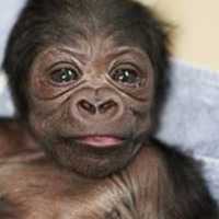 <p>Baby gorilla born Oct. 4</p>