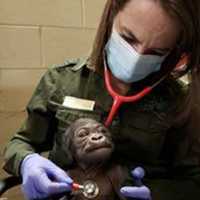 <p>Baby gorilla born Oct. 4</p>