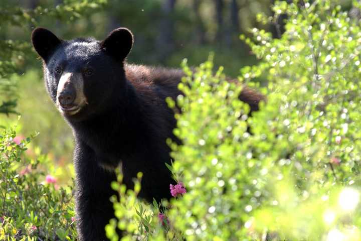 Hunters Accused Of Using Donuts To Lure Bear Face Charges