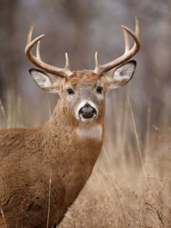 Deer Hunting Season Starts Wednesday - Here's Where To Shoot