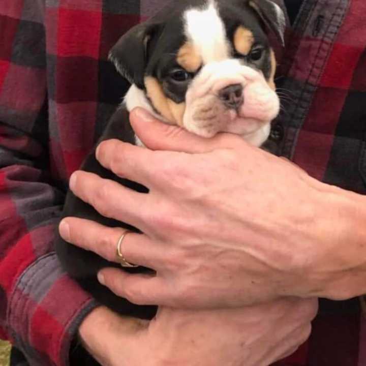 One of four recovered bulldog pups