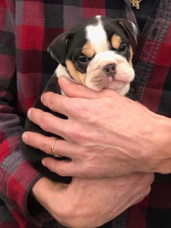 Four Stolen Puppies Found, Investigation Is On-Going