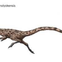 <p>Podokesaurus holyokensis was discovered in Holyoke</p>