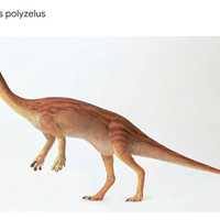 <p>Anchisaurus polyzelus was discovered in Springfield</p>