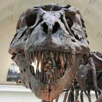 <p>Dinosaur fossil</p>