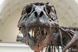 Cow Sharks, Dinosaurs & Prehistoric Crocodiles Coming To $73M NJ Museum