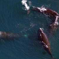 <p>Right whales</p>