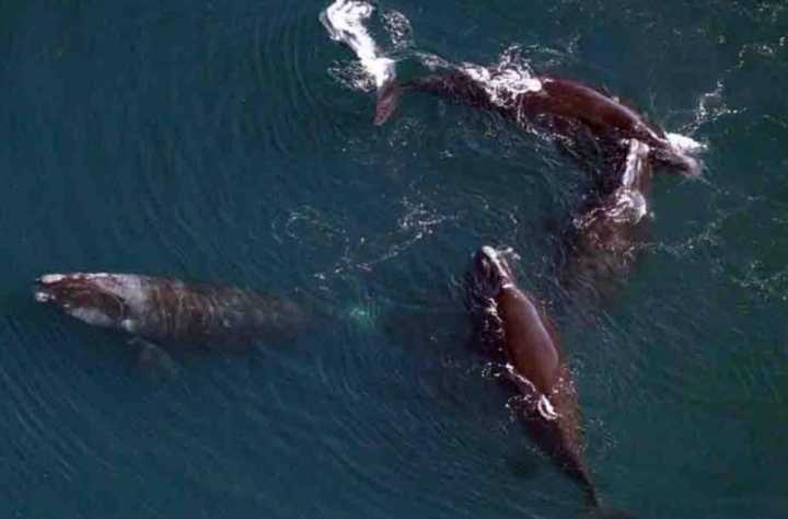 Right whales