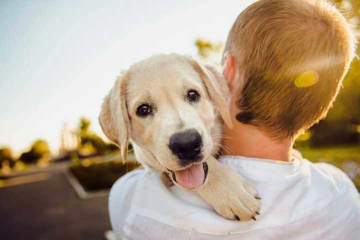 And The Most Popular Pet Name Of The Last Century Is ...