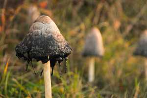 This Massachusetts City Wants To Decriminalize All Drug Use - Especially Magic Mushrooms