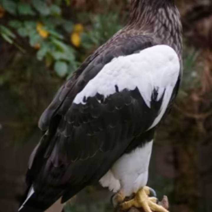 Kodiak the Sea Eagle.