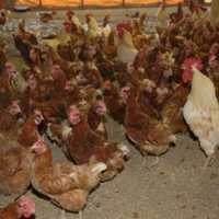 <p>Chickens (Gallus domesticus) inside a large chicken coop.</p>