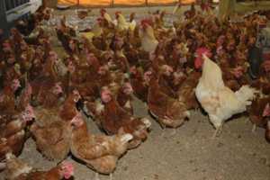 3.4+Mil Birds Have Avian Flu In PA: USDA