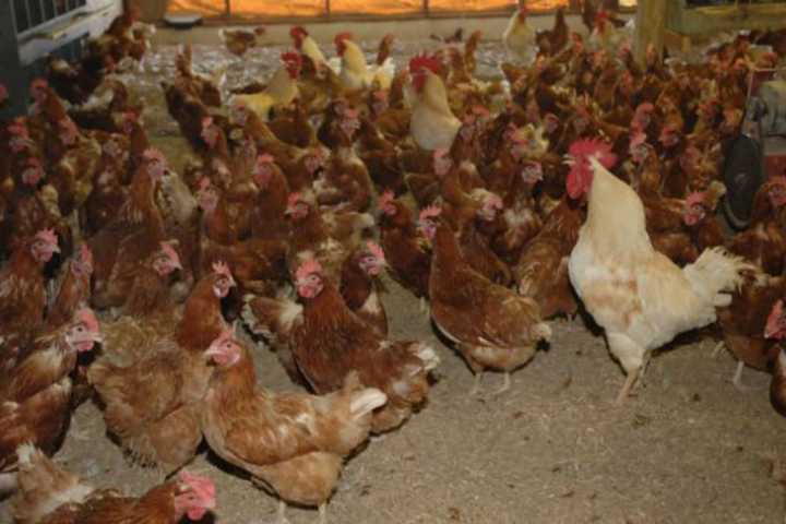 3.4+Mil Birds Have Avian Flu In PA: USDA