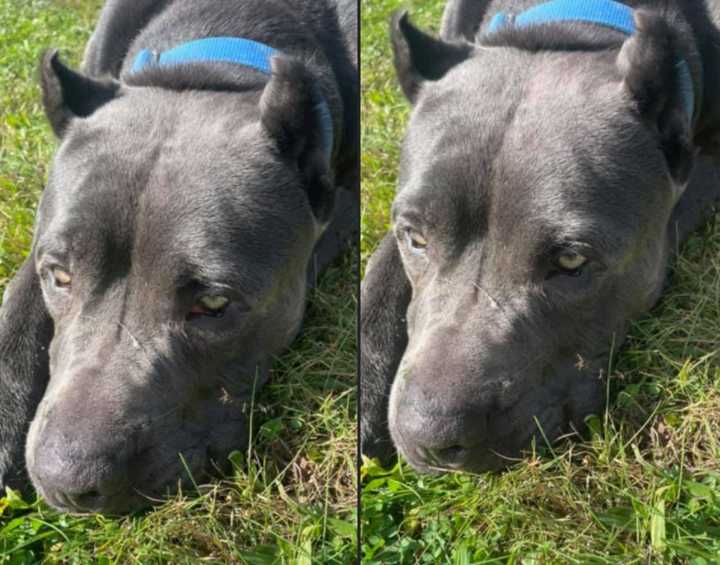 Video Surfaces Of Rescue Dog Shot Dead By Police In Lebanon | Lebanon ...