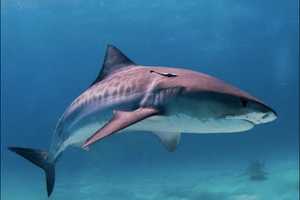 State Agencies Increase Patrols, Surveillance At Long Island Beaches Due To Shark Attacks