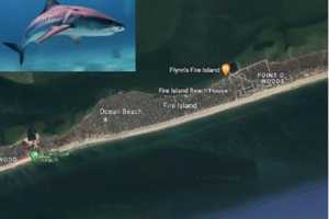 Long Island On Alert As Brand-New Shark Bite Incident Brings Number To Six In Two Weeks