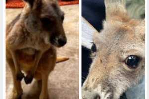 Illegally Owned Baby Kangaroo In Adams County Listed For Sale On Facebook Marketplace