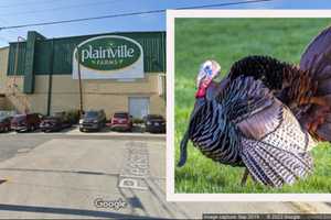 2 PA Men Plead Guilty In Largest US Factory-Farm Abuse Case In History