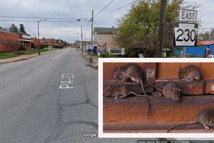 'Illegal Dumping' Of 'Hundreds Of Rats' On PA Rt 230, Police Say