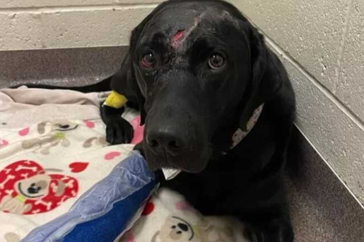 Service Dog Seriously Hurt In Hit, Run In Central PA