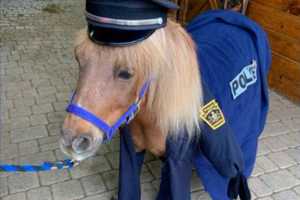 Miniature Horse Police Officer In Quarryville Has Died