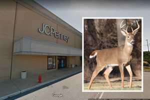 Deer Wanders Into Mall In Central Pennsylvania