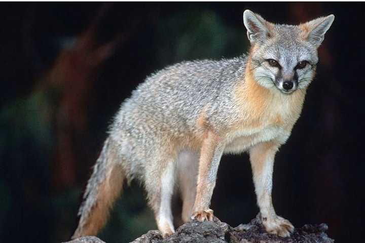 Alert Issued After 'Aggressive,' Rabid Fox Captured In Town Of Neversink