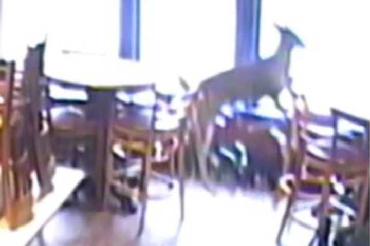 Deer Smashes Through Window Of Gettysburg Restaurant