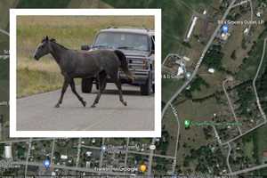 Horse Suffers 'Major Injuries' In Lebanon County Crash: PSP