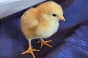 Egg-cellent: DA Cracks Down On Illegal Sale Of Chicks, Bunnies, Ducks In Suffolk