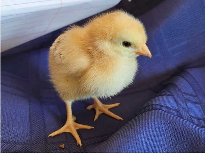 &quot;Peep&quot; the chick was one of a handful of baby chicks SCDA detectives purchased as part of an investigation that ended in multiple businesses being charged for illegally selling baby animals, the DA said.