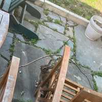 <p>At least two rabbits have been struck with what appear to be blow darts, according to the Animal Welfare League of Arlington</p>