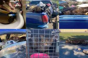 Community Rallies To Save Sick Cats Found In Filthy Pickup Truck In Sussex County