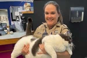 'Gloriously Gluttonous' Cat Finds Forever Home In Virginia